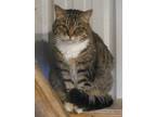 Adopt Cleopatra - sponsored! a Tan or Fawn Tabby Domestic Shorthair (short coat)