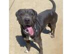 Adopt Driver a Mastiff / Mixed Breed (Medium) / Mixed dog in Fayetteville