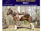 Registered Spotted Mountain Mare
