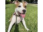 Adopt Howdy a White - with Tan, Yellow or Fawn Pit Bull Terrier / Mixed dog in