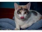 Adopt Cookie Crisp a Calico or Dilute Calico Domestic Shorthair (short coat) cat