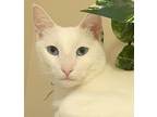 Adopt PringleA (& WesleyP) a White Domestic Shorthair (short coat) cat in North