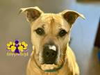 Adopt Tank a Tan/Yellow/Fawn Mixed Breed (Large) / Mixed dog in Georgetown