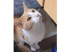Adopt Owen a Tan or Fawn Domestic Shorthair / Domestic Shorthair / Mixed cat in