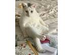Adopt Alaska a White Domestic Shorthair / Mixed cat in Whitestone, NY (37918360)