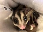 Adopt Ruby (Bonded to Rigby, Ivy and Bea) a Sugar Glider small animal in