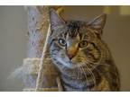 Adopt Charlie Brown a Domestic Shorthair / Mixed (short coat) cat in