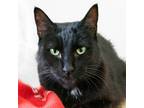Adopt Bronte a All Black Domestic Shorthair / Mixed cat in Morgan Hill