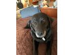 Adopt Lily a Black Labrador Retriever / Mixed dog in Spruce Grove, AB (37792256)