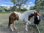 Adopt Duchess-ADOPTION PENDING a Paint Paint/Pinto horse in Baton Rouge