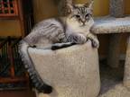 Adopt Otis a Tan or Fawn Siamese (short coat) cat in Whittier, CA (37921090)