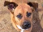 Adopt Marlie a Brown/Chocolate Mixed Breed (Medium) / Mixed dog in Georgetown