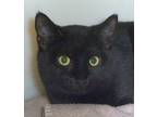 Adopt Dela a All Black Domestic Shorthair (short coat) cat in Carmel