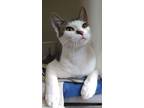 Adopt Snowy a White Domestic Shorthair / Domestic Shorthair / Mixed cat in