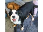 Adopt Jade a Black - with White Australian Shepherd / Blue Heeler dog in