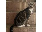Adopt Blinkey a Brown Tabby Domestic Shorthair (short coat) cat in Lauderhill