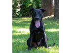 Adopt Lennon a Black Labrador Retriever / Mixed dog in Tyler, TX (37337432)
