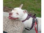 Adopt Ghost a White Mixed Breed (Large) / Mixed dog in Gary, IN (37974285)