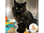Adopt Naxos a All Black Domestic Longhair / Domestic Shorthair / Mixed cat in