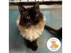 Adopt Symi a Brown or Chocolate Domestic Longhair / Siamese / Mixed cat in