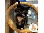 Adopt Rhodes a All Black Domestic Longhair / Domestic Shorthair / Mixed cat in
