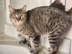 Adopt Lizzie a Domestic Shorthair / Mixed (short coat) cat in Valley Park