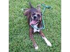 Adopt Hope a Brown/Chocolate American Pit Bull Terrier / Plott Hound / Mixed dog