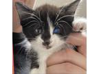 Adopt Minnie a All Black Domestic Shorthair / Mixed cat in Yuma, AZ (37959503)
