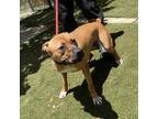 Adopt teddy a Brown/Chocolate Mixed Breed (Large) / Mixed dog in St.