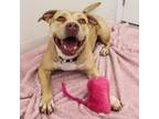 Adopt Mamma a Tan/Yellow/Fawn American Pit Bull Terrier / Mixed dog in Sedalia