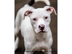 Adopt Benjamin a White American Pit Bull Terrier / Mixed dog in Toccoa