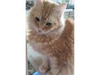 Adopt Annie a Orange or Red Tabby Domestic Longhair (long coat) cat in