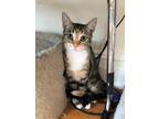 Adopt Nadia a Calico or Dilute Calico Domestic Shorthair (short coat) cat in