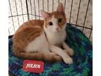 Adopt Julius a Orange or Red (Mostly) Domestic Shorthair (short coat) cat in