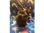 Adopt Fletcher a Black (Mostly) Domestic Shorthair (short coat) cat in Burton