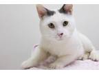 Adopt Jimmy a White (Mostly) Domestic Shorthair (short coat) cat in Montclair