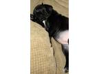 Adopt Georgia - Adopted! a Black Boston Terrier / Labrador Retriever / Mixed dog