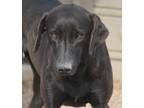 Adopt Elara Moon a Black Labrador Retriever / Hound (Unknown Type) / Mixed dog