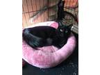 Adopt Misty a All Black Domestic Mediumhair (medium coat) cat in Torrance