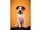 Adopt Sonic a Tricolor (Tan/Brown & Black & White) Beagle / Shar Pei / Mixed dog