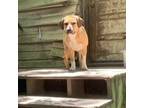 Adopt Buddy a Tan/Yellow/Fawn Mixed Breed (Medium) / Mixed dog in Tuskegee