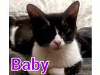 Adopt Baby a Black & White or Tuxedo American Shorthair (short coat) cat in