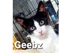 Adopt Geebz a Black & White or Tuxedo American Shorthair (short coat) cat in