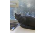 Adopt Baloo a Gray or Blue Domestic Shorthair (short coat) cat in Birmingham