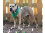 Adopt Nala a Tan/Yellow/Fawn Cane Corso / Mixed dog in Norwood, GA (37860136)