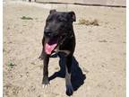 Adopt Pixie a Black American Pit Bull Terrier / Mixed dog in Silver Springs