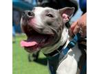Adopt Odin a Gray/Silver/Salt & Pepper - with Black Pit Bull Terrier / Mixed