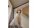 Adopt Walter (bonded Wesley) a White (Mostly) Domestic Shorthair cat in New