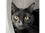 Adopt Jackson a All Black Domestic Shorthair / Mixed cat in American Fork