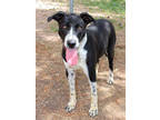 Adopt Alan DIRA 4-20-23 a Black Australian Cattle Dog / Mixed dog in San Angelo
